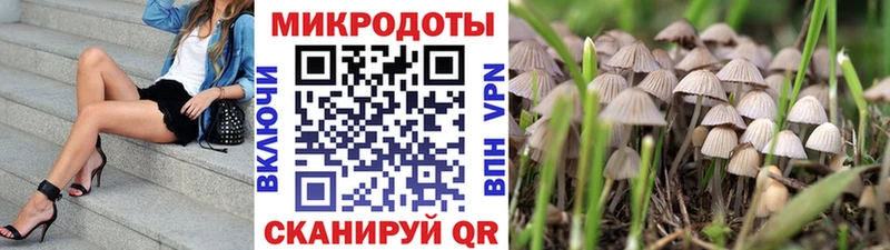 Купить Зеленокумск Галлюциногенные грибы Psilocybe